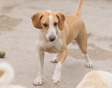 TONI, Hund, Mischlingshund in Kroatien - Bild 14