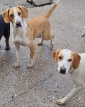 TONI, Hund, Mischlingshund in Kroatien - Bild 17