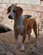 TONI, Hund, Mischlingshund in Kroatien - Bild 19