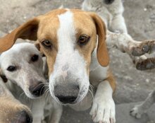 TONI, Hund, Mischlingshund in Kroatien - Bild 2