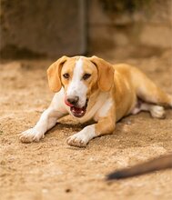 TONI, Hund, Mischlingshund in Kroatien - Bild 21