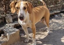 TONI, Hund, Mischlingshund in Kroatien - Bild 28