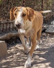 TONI, Hund, Mischlingshund in Kroatien - Bild 29