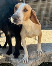 TONI, Hund, Mischlingshund in Kroatien - Bild 34
