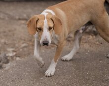 TONI, Hund, Mischlingshund in Kroatien - Bild 9