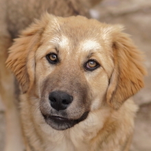 LUANA, Hund, Mischlingshund in Griechenland - Bild 1