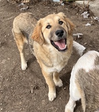 LUANA, Hund, Mischlingshund in Griechenland - Bild 14