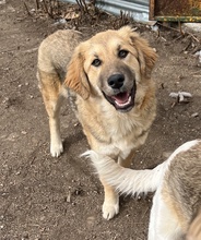 LUANA, Hund, Mischlingshund in Griechenland - Bild 15