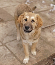 LUANA, Hund, Mischlingshund in Griechenland - Bild 2