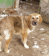 LUANA, Hund, Mischlingshund in Griechenland - Bild 3