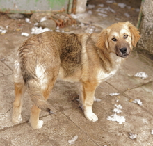 LUANA, Hund, Mischlingshund in Griechenland - Bild 4