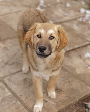 LUANA, Hund, Mischlingshund in Griechenland - Bild 6