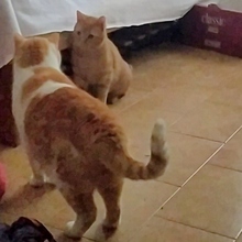 CANELITO, Katze, Europäisch Kurzhaar in Spanien - Bild 8