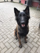 ATZE, Hund, Malinois in Geldern - Bild 1