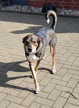 ARES, Hund, Siberian Husky-Podenco-Mix in Geldern - Bild 1