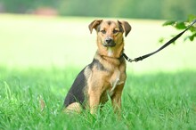 WANTAN, Hund, Terrier-Mix in Geldern - Bild 1