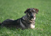 CULLY, Hund, Deutscher Schäferhund-Mix in Geldern - Bild 1