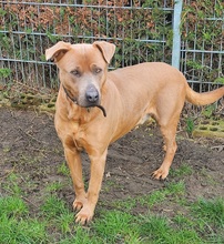 JANKEE, Hund, Labrador-Dogo Canario-Mix in Geldern - Bild 1