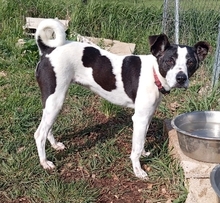 NAMY, Hund, Terrier-Mix in Geiselwind