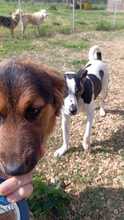 NAMY, Hund, Terrier-Mix in Geiselwind - Bild 2