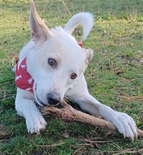 BANJO, Hund, Mischlingshund in Krauschwitz - Bild 12