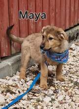 MAYA, Hund, Deutscher Schäferhund-Mix in Rumänien - Bild 2