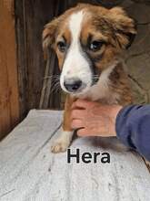 HERA, Hund, Deutscher Schäferhund-Mix in Rumänien - Bild 2