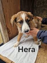 HERA, Hund, Deutscher Schäferhund-Mix in Rumänien - Bild 3