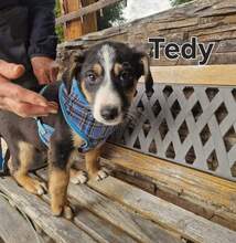 TEDDY, Hund, Appenzeller Sennenhund-Mix in Rumänien - Bild 1