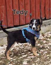 TEDDY, Hund, Appenzeller Sennenhund-Mix in Rumänien - Bild 2