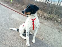 CHIPE, Hund, Foxterrier-Mix in Ungarn - Bild 10