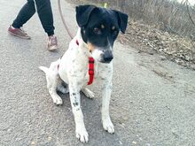 CHIPE, Hund, Foxterrier-Mix in Ungarn - Bild 11