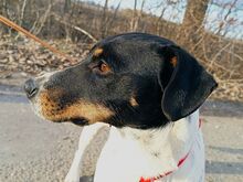 CHIPE, Hund, Foxterrier-Mix in Ungarn - Bild 12