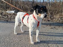 CHIPE, Hund, Foxterrier-Mix in Ungarn - Bild 13