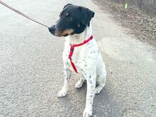 CHIPE, Hund, Foxterrier-Mix in Ungarn - Bild 14