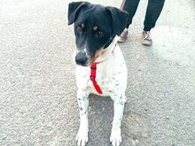 CHIPE, Hund, Foxterrier-Mix in Ungarn - Bild 16