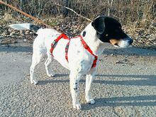 CHIPE, Hund, Foxterrier-Mix in Ungarn - Bild 17