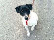 CHIPE, Hund, Foxterrier-Mix in Ungarn - Bild 2