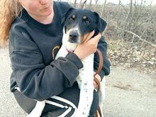 CHIPE, Hund, Foxterrier-Mix in Ungarn - Bild 3