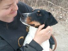 CHIPE, Hund, Foxterrier-Mix in Ungarn - Bild 4