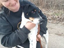 CHIPE, Hund, Foxterrier-Mix in Ungarn - Bild 5