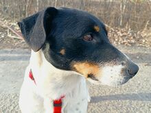 CHIPE, Hund, Foxterrier-Mix in Ungarn - Bild 7