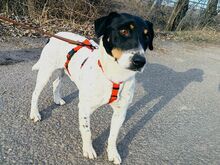 CHIPE, Hund, Foxterrier-Mix in Ungarn - Bild 8