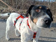 CHIPE, Hund, Foxterrier-Mix in Ungarn - Bild 9