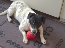 CHIPE, Hund, Parson Russell Terrier-Mix in Nürnberg