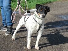 CHIPE, Hund, Parson Russell Terrier-Mix in Nürnberg - Bild 12