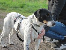 CHIPE, Hund, Parson Russell Terrier-Mix in Nürnberg - Bild 13