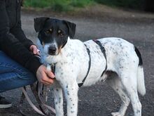 CHIPE, Hund, Parson Russell Terrier-Mix in Nürnberg - Bild 14