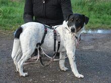 CHIPE, Hund, Parson Russell Terrier-Mix in Nürnberg - Bild 15