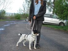 CHIPE, Hund, Parson Russell Terrier-Mix in Nürnberg - Bild 16